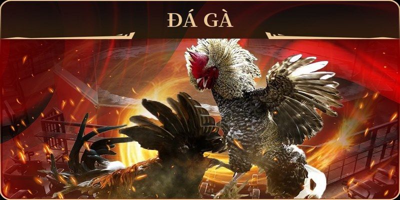 Đá Gà MB66 - Sân Chơi Đỉnh Cao Đầy Chuyên Nghiệp 2026