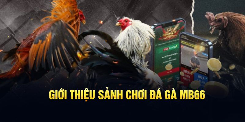 Đá Gà MB66 - Sân Chơi Đỉnh Cao Đầy Chuyên Nghiệp 2026